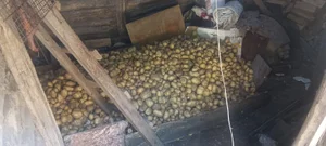 Картофель