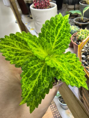 Колеусы, черенки укоренённые