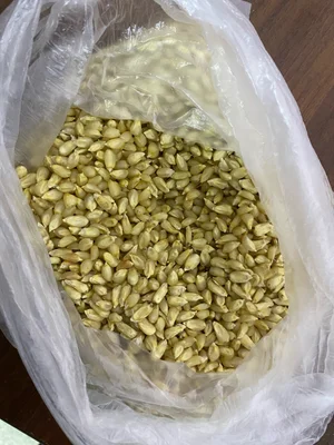 Фасоль красная