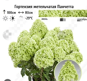 Гортензия