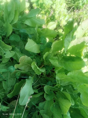 Молочная кукуруза