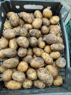 Картофель на посадку