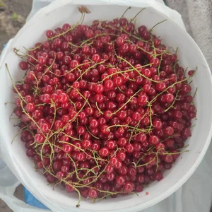Клубнику