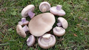 Маринованные грибы синяя ножка