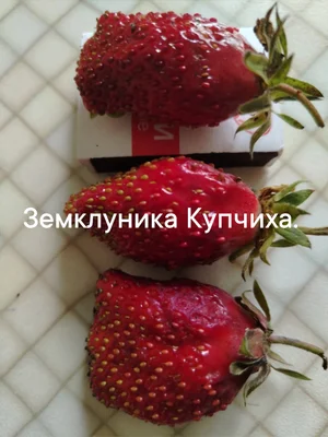 Саженцы клубники