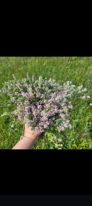 Чабрец