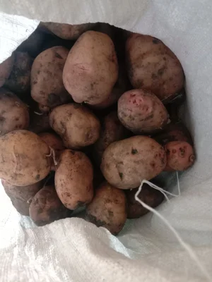 Картофель
