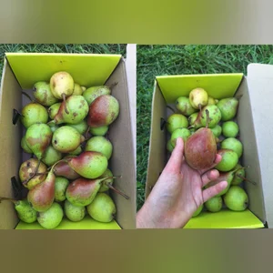 Яблоки