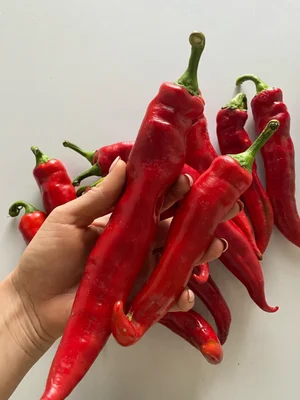 Перец болгарский красный
