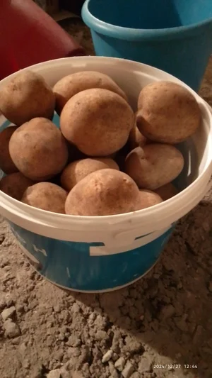 Картофель