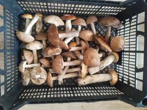 Подосиновики