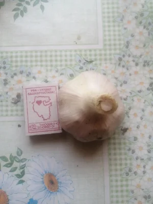 Чеснок