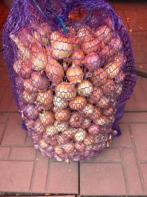 Лук репчатый
