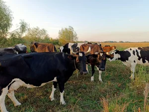 Молочная продукция из цельного молока