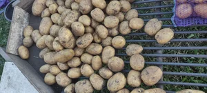 Картофель