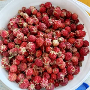 Земляника луговая