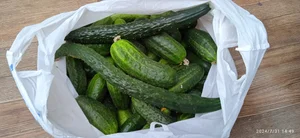 Перец болгарский