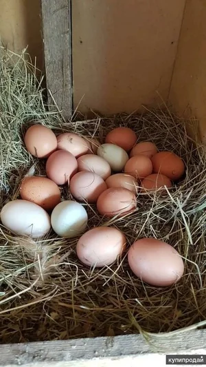 Куриные яйца