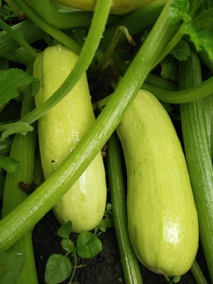 Кабачки