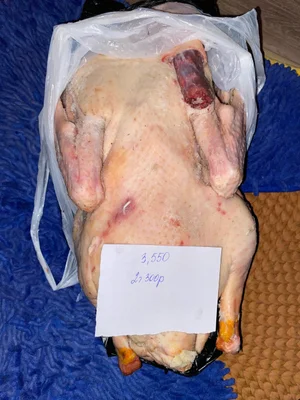 Гусь