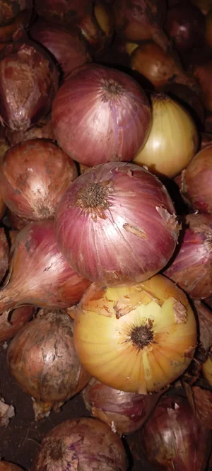 Лук