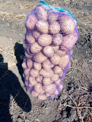 Картофель