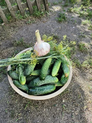 Огурцы
