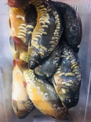 Рак