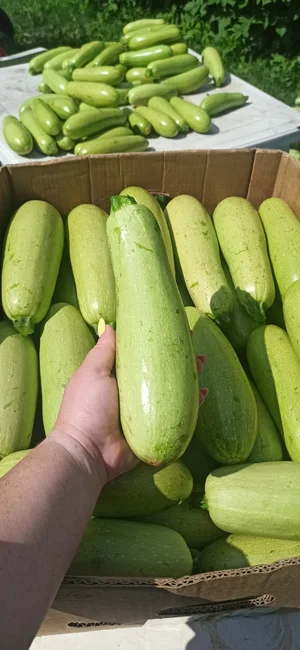 Кабачок