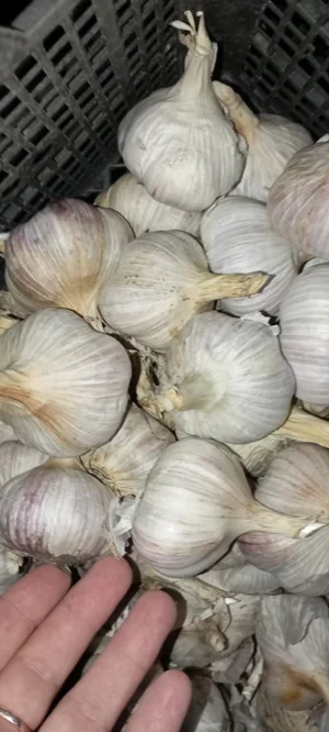 Лук