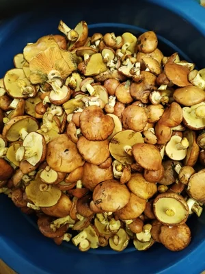 Маринованные маслята