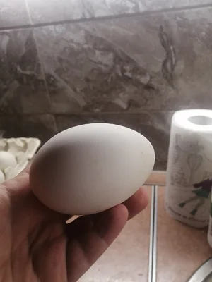 Гусиное яйцо