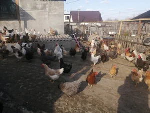 Куриное яйцо