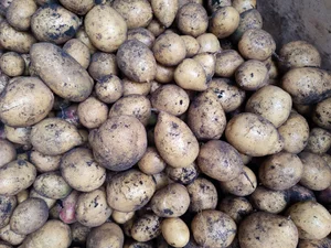 Картофель