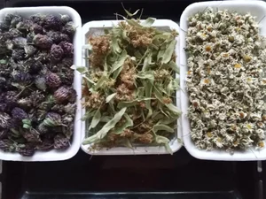 Помидоры мясистые красные и желтые