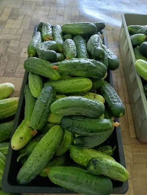 Огурцы