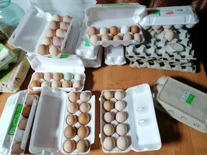 Домашние куриные яйца
