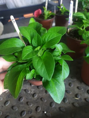 Рассада петунии