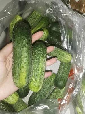 Огурцы