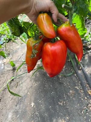 Домашний розовый мясистый помидор