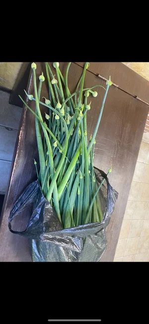 Кукуруза для попкорна