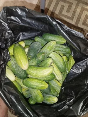 Огурцы домашние
