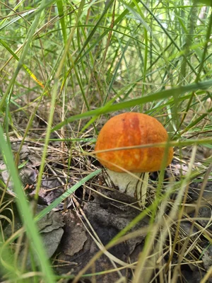 Грибы