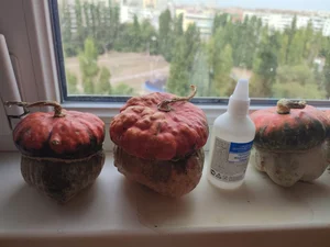 Тыквы декоративные