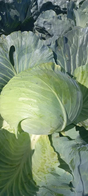Картофель