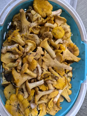 Лисички