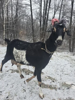 Козье молоко
