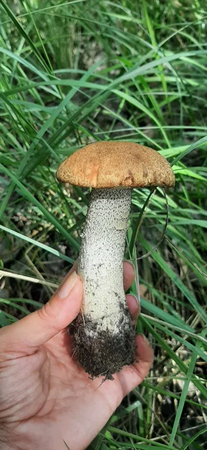 Маринованные подосиновики