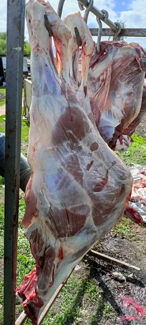 Говядина Передок