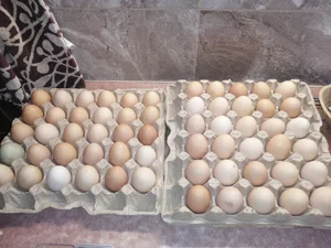 Куриное яйцо